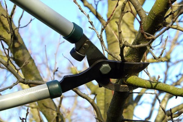  En automne, la coupe de branches provoque le début de la croissance