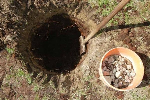  Creuser un trou pour la plantation de poires