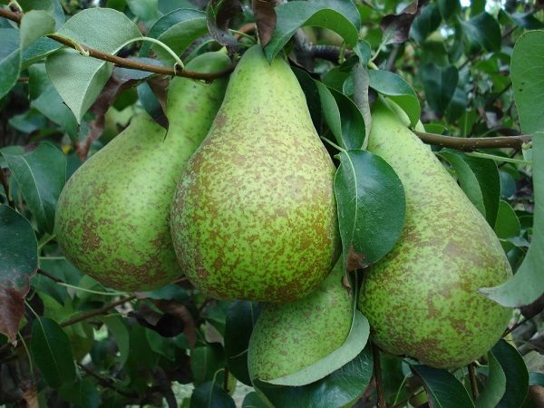  Fruits d'une poire conférence