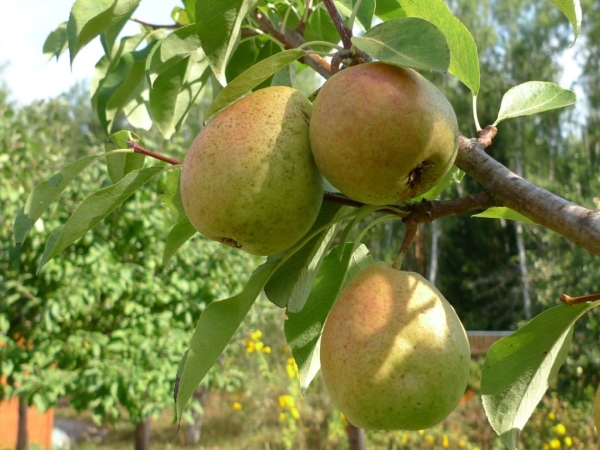  Il est recommandé de récolter les fruits de poirier Nortyanka une semaine avant leur maturité complète.