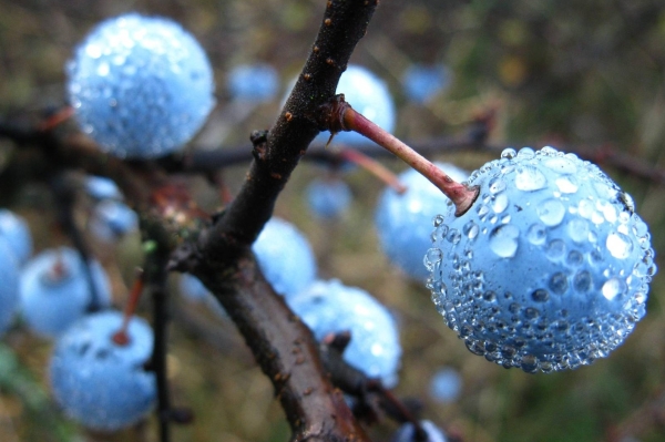  Pour la maturation des fruits, la prune nécessite une pollinisation croisée