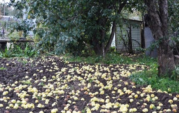  Chute de pommes vertes