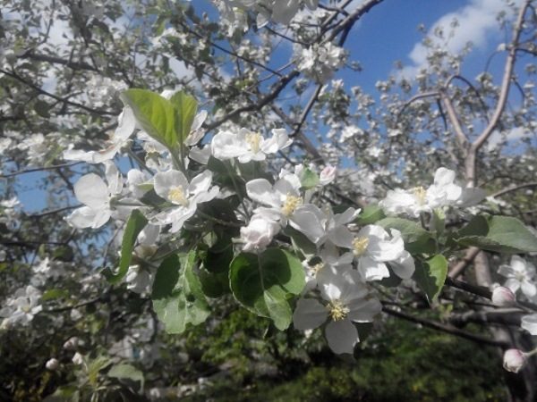  Pommier Aport en fleur