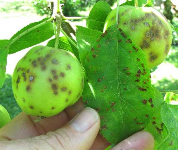  La défaite des fruits de pomme et des feuilles croûte