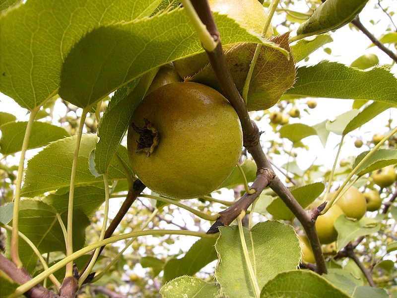  Désert de poire