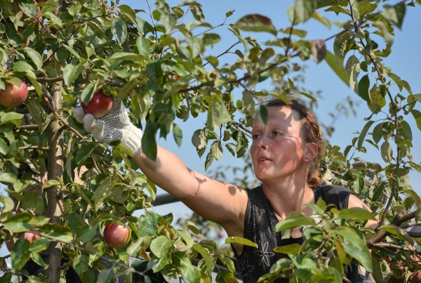  Vous pouvez ramasser des pommes pour les stocker en septembre ou en octobre.