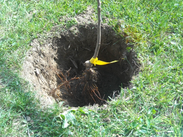  Lors de la plantation d'une pomme, l'emplacement du collet doit être au niveau du sol ou de quelques centimètres plus haut.