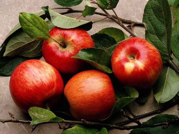  Pommier - l'arbre le plus commun sur la terre, chacune des variétés de sa composition est précieuse