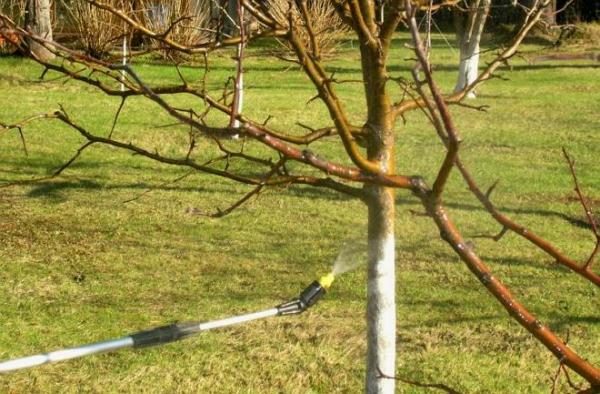  Traitement des arbres Bordeaux liquide