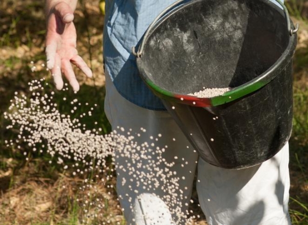  Les poires préférées de Klapp sont nourries avec des engrais phosphorés-potassiques et azotés.