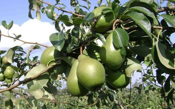  Fruits verts Just Maria, prête à être récoltée et mûrie dans un endroit sombre