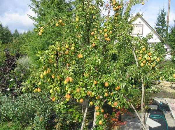  Arbre aux poires mûres Beauté de la forêt