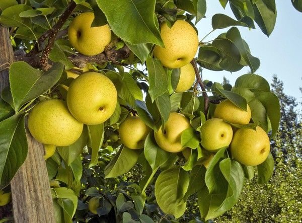  Poire Fraîcheur Du Matin