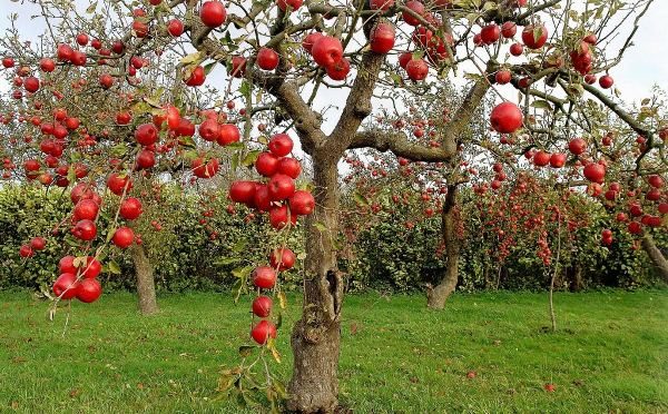  Variétés de pommier Welsey a une petite taille et fruits rouges