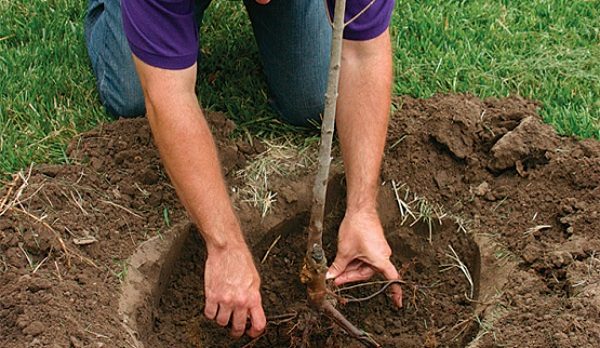  L'instillation des plants préparés dans la fosse