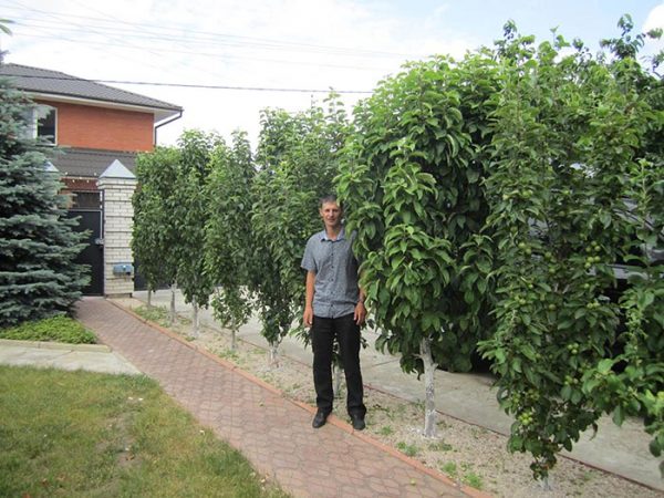  Culture d'une poire coloneuse dans le jardin