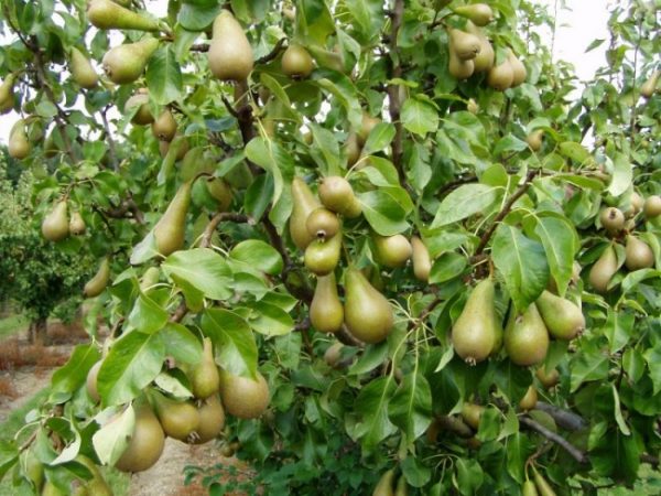  Conférence Fruits sur la poire, prête pour la collecte et le stockage