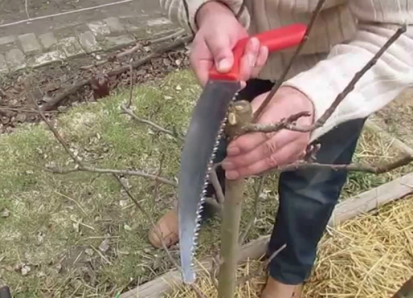  Une figue de Barbarie nécessite une taille régulière, car il est nécessaire de conserver la forme et la taille de l'arbre.