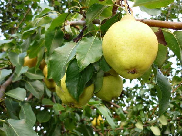  Tendresse de poire