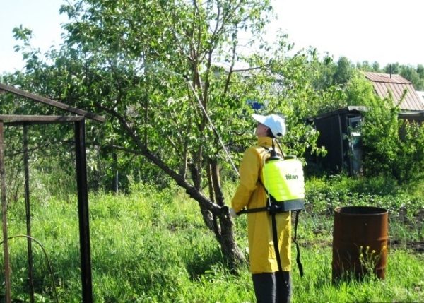  Après la floraison, les pommiers doivent être traités.