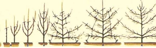  Formation et taille de la couronne de poire