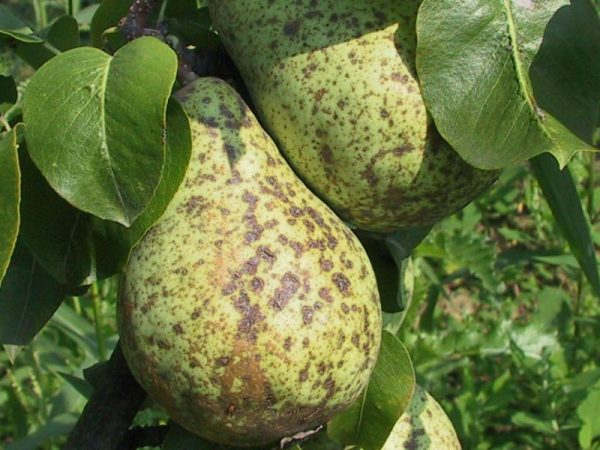  Gale sur les fruits de la poire Williams