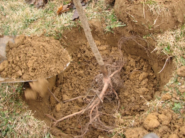  Planter une poire à la mémoire de Yakovlev ne peut être qu'au printemps, elle n'aime pas les greffes, elle n'a pas besoin de plantes pollinisatrices