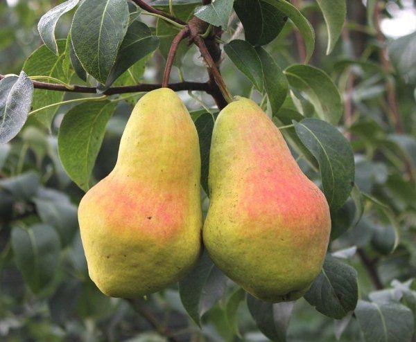  Variété de poire d'automne Perun