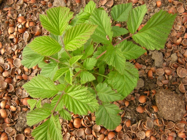  La plantation de jeunes plants de framboises doit être achevée un mois avant le début du gel