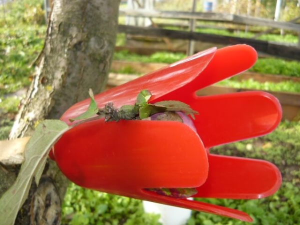  Extracteur de tulipes en plastique, à long manche