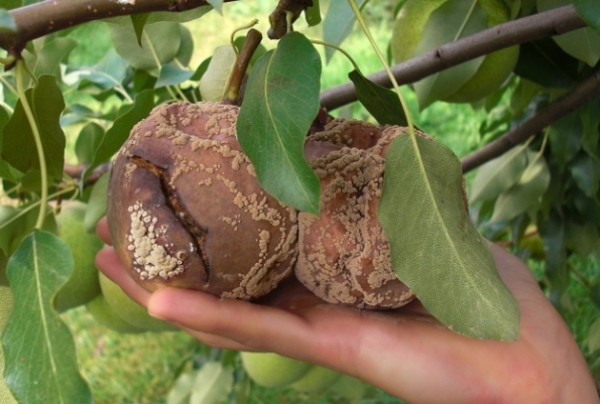  Les signes de pourriture des fruits sont la sporulation du champignon. On dirait qu’il a un contour rond avec de petites taches lumineuses en forme de cercles.