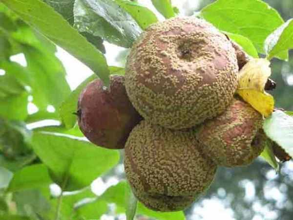  Pourriture des pommes ou manille