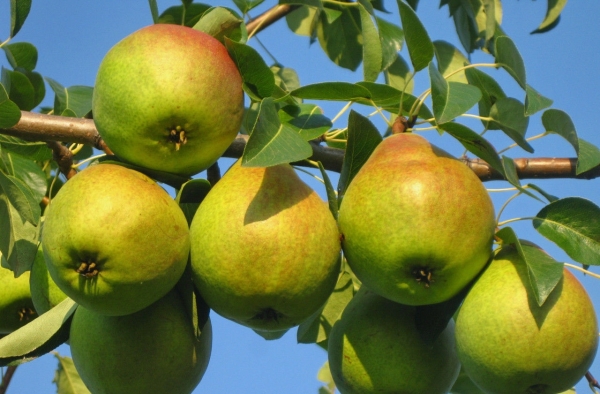  La préférée de Klapp est l'une des meilleures variétés de poires d'été, qui se distingue par son manque de prétention, capable de porter ses fruits dans n'importe quel type de sol.