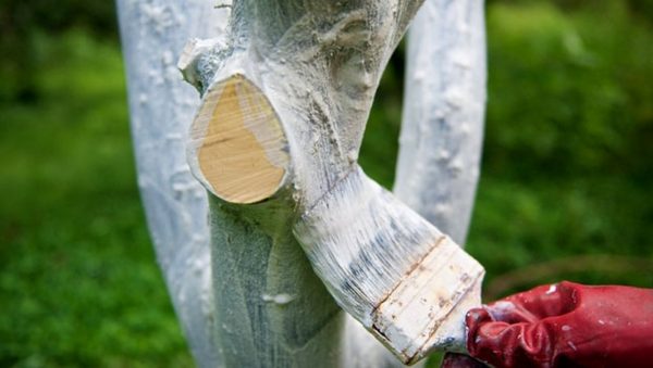  Blanchir le tronc d'une poire au printemps