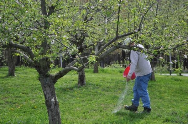  Printemps - l'heure de nourrir les pommiers