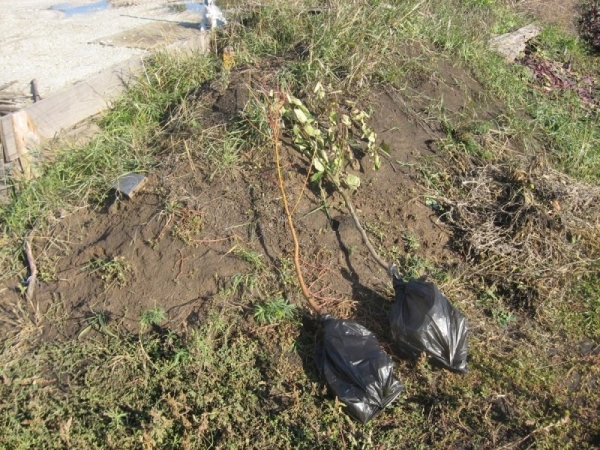  Plantation de variétés de poires Le marbre doit être protégé du vent, endroit ensoleillé.