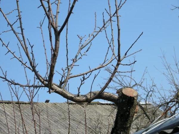  Pour la formation correcte de la couronne, la prune doit être régulièrement coupée