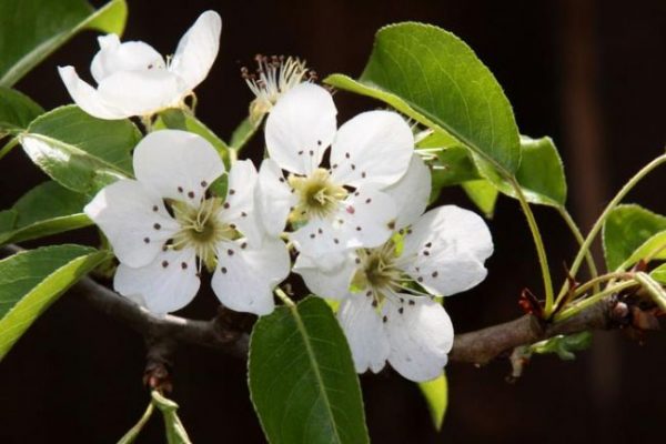  Fleur de poire