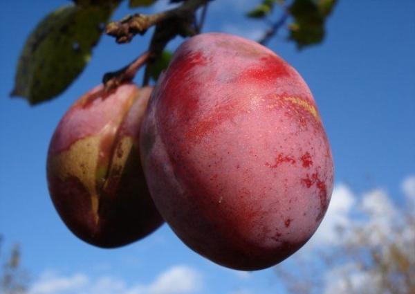  Variété Dasha - rustique, à haut rendement, nécessite une pollinisation supplémentaire