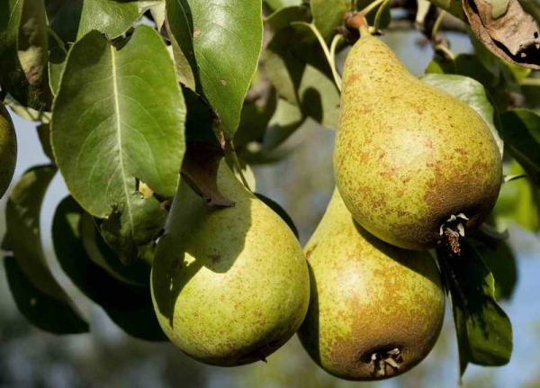  Les conditions de récolte des fruits dépendent de la variété de poire. La maturité est déterminée par l’apparence.