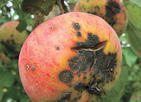  Pomme mûre écorchée