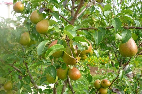  Productivité dans un arbre Lada adulte