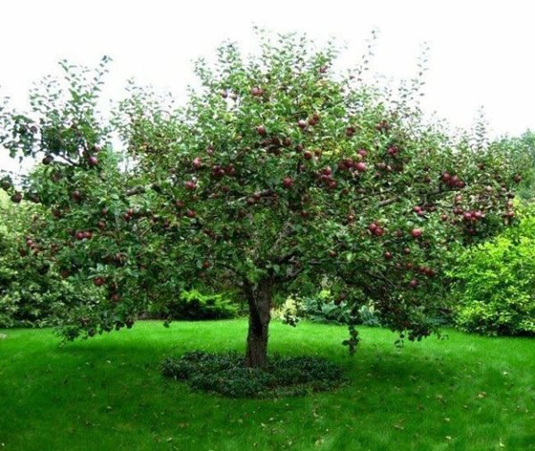  La couronne épaisse est la cause des ruptures fréquentes des branches sous le poids des fruits et des précipitations