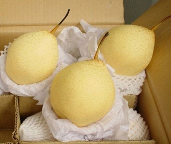  Immature, poire chinoise, emballé dans papier