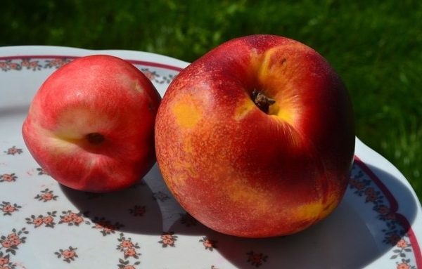  L'hybride de pêche et de prune s'appelle nectarine de prune