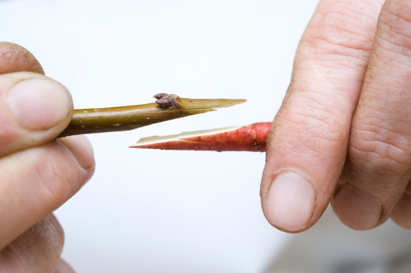  Greffer une prune en copulant est le moyen le plus simple, même pour les jardiniers inexpérimentés.