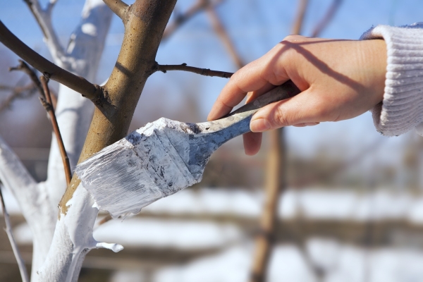  Pour l'hivernage, les prunes sont fertilisées, les parasites sont récoltés, blanchis, le tronc est recouvert, le sol est plié et habité.