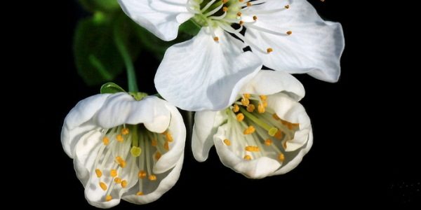  L'inflorescence de chocolat se compose de 3 fleurs