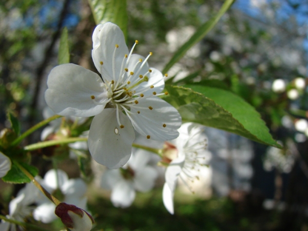  Les variétés de cerises Vladimirskaya est une variété autoproductive, qui nécessite une sélection rigoureuse des pollinisateurs.