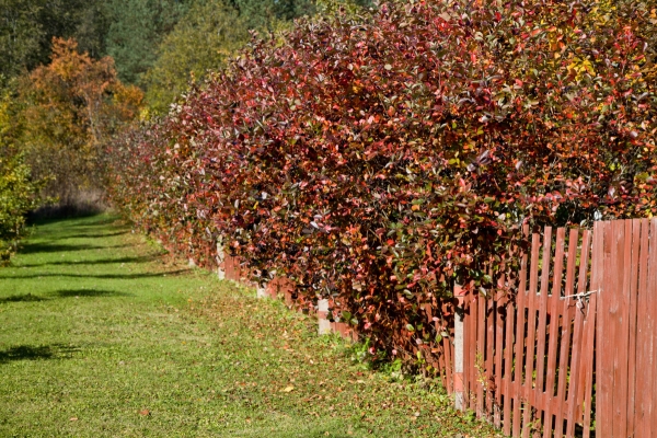  Für den Anbau von Apfelbeeren müssen Sie gut beleuchtete Bereiche mit ausreichender Feuchtigkeit im Boden auswählen